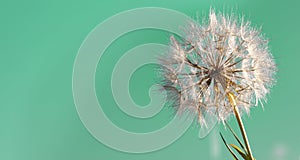 Big dandelion on a green background