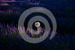 Big dandelion growing in a lavender field during sunset