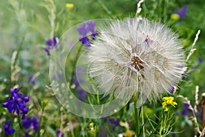 Big dandelion grows on the meadow