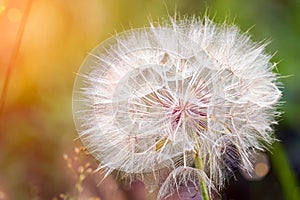 Big dandelion on natural background