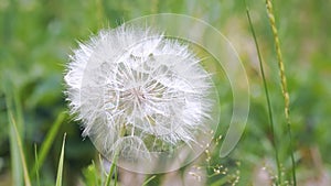 Big dandelion on natural background