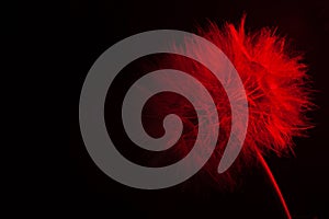 Big dandelion in red neon light. Abstract photo on a dark background. Element for graphic design.