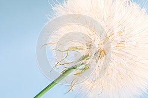 Big dandelion in the sunlight on a background of sky