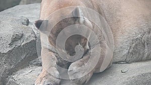 Big dangerous puma or catamount Puma concolor grooming its foot