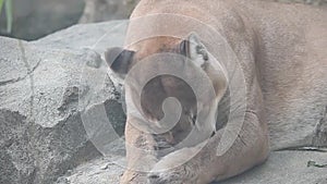 Big dangerous puma or catamount Puma concolor grooming its foot