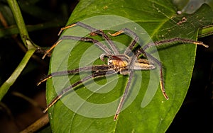 A big and dangerous spider on a leaf