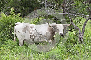 Big dangerous Texas longhorn bull