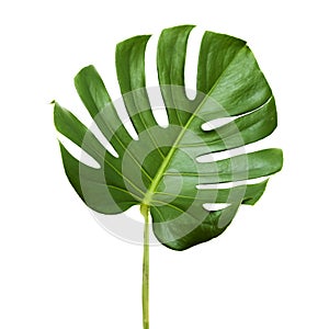 Big dark green leaf of monstera plant photo