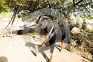 Big and dashing goat standing