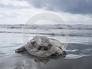 Big dead barrel jellyfish beached stormy ocean background