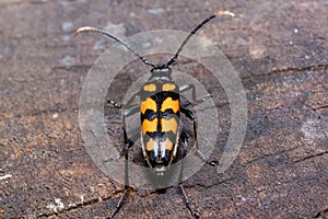 Big death watch beetle is sitting on a tree stump. Nicrophorus vespillo. Burying beetles or sexton beetles. photo