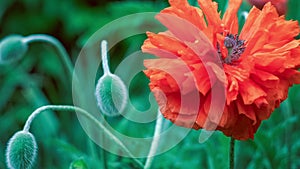 Big decorative red poppy flower in spring day, close up, 4K 3840 x 2160 UHD