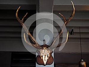 Big deer antlers mounted on wood board decoration on concrete pole