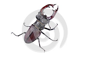 Big deer beetle isolated on white background close-up