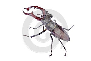 Big deer beetle isolated on white background close-up