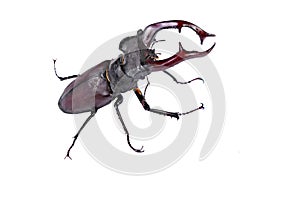 Big deer beetle isolated on white background close-up