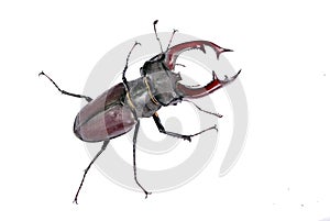 Big deer beetle isolated on white background close-up