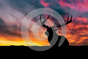 A big deer silhouette. The deer is resting and watching the environment. Beautiful sunset and orange sky in the background.