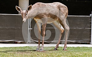 Big deer statue on a city street