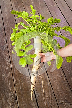 Big Dikon radish
