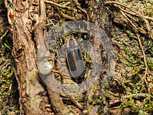 Big Dipper Firefly Photinus pyralis on tree with moss photo