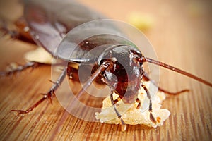 Big Dirty  Cockroach eating crumbs