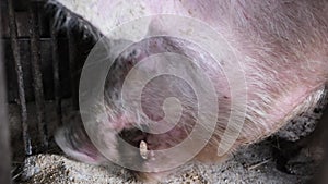 Big dirty pig eating dry food, close up. Big white pig in the stable, blurred background