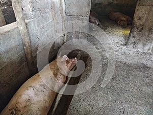 A big dirty pig sleeps in a water trough. Animal in the stable for fattening. Countryside or farm. Pig breeding in a household