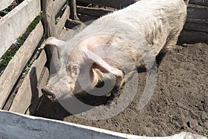 A big dirty white pig is standing on the ground in a corral. Sunny summer day, a wooden