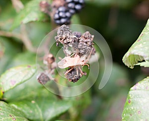 Big dock bug on blackberries outside Coreus marginatus
