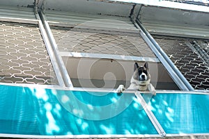 Big dog on balcony, seen from below and looking down