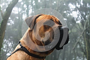 Big Dog Boerboel Breed photography portrait in the middle of a forest photo