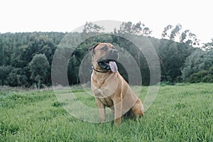 Big dog Boerboel Breed sitting in grass with beautiful green forest background photo