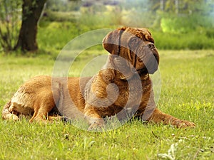 Big Dog - Bordeaux Mastiff