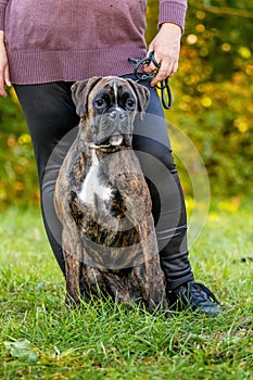 Big dog breed German boxer close up on a leash near the mistress