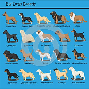 Big Dog Breeds Dog cute Cartoon Design Vector puppy dog Cartoons Design