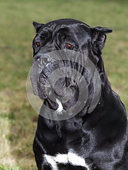 Big Dog The Cane Corso is a large Italian Molosser.