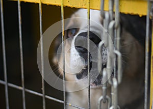 Big dog on a chain behind bars barks