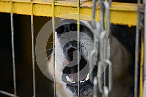 Big dog on a chain behind bars barks