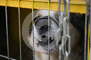 Big dog on a chain behind bars barks