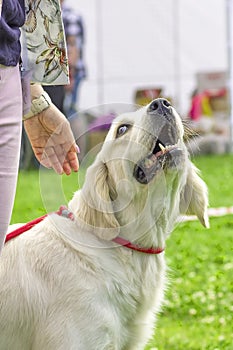 Big dog close-up