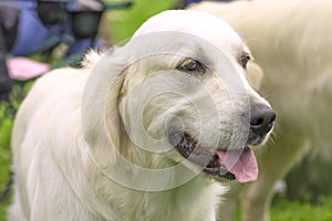 Big dog close-up