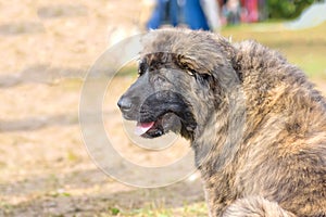 Big dog close-up