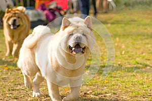 Big dog close-up