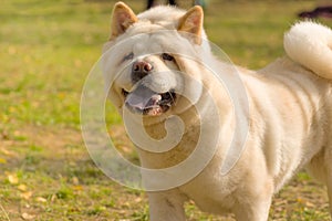 Big dog close-up