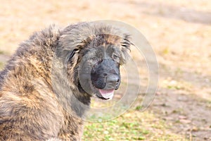 Big dog close-up