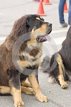 Big dog close-up