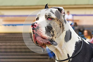 Big dog close-up