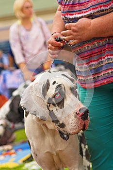 Big dog close-up