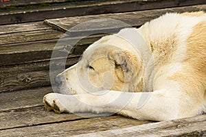 Big dog close-up